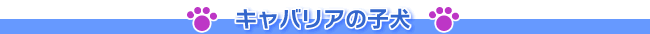 �L���o���A�̎q��